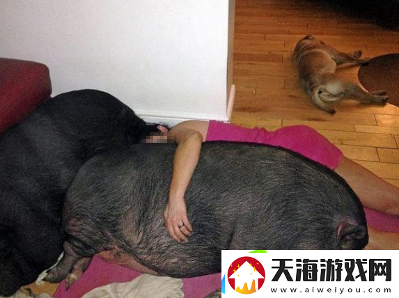 高清人和猪又细又长像钻头