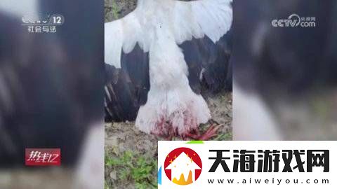 无人机拍摄鸟类引争议